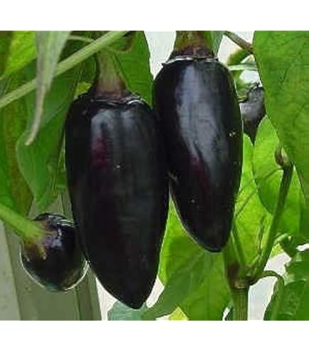 Amazon.co.jp: トウガラシ種子 カンブチ Pimenta Cambuci（ピメンタ